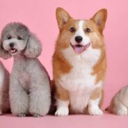 Most Popular Dog & Cat Names Of 2022