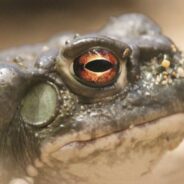 National Park Service Reminds People Not to Lick Toads