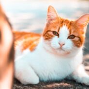 New webcast: Gabapentin and behavior modification for shelter cats