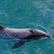 New Zealand’s Dolphins Risk Extinction If Action Is Not Taken Soon