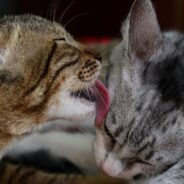 Newly Married Couple Ends Up with Two Kittens After Returning From Honeymoon