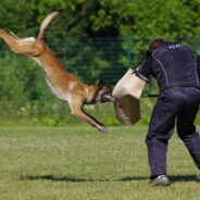 Nonprofit Canines for Africa Deploying Two More Dogs to Combat Poachers