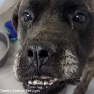 North Carolina Animal Shelter Seeks Home For Billy Bob, “The Hot Mess”