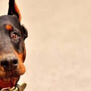 Older Dog Ends Up in Shelter After Owner Dies, Finds Family That Helps with Her Mobility Issues