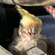 Once Crammed in a Car with Multiple Other Birds, Sweet Cockatiel Now Has a Home, and a Girlfriend