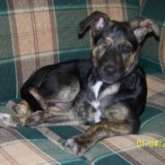 One-Eyed Puppy Chooses Her People at Animal Shelter