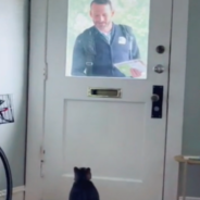 Paitent Cat Waits At The Door Each Morning To Greet The Mailman