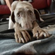 Pet Parent Gets Hit with an $8,000 Vet Bill After Family Weimaraner Gulps Down Rock