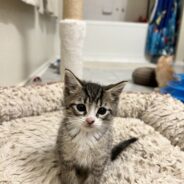 Quiet Young Kitten Needs a Cardiologist so She Can Run & Play