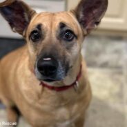 Rescue Dog Watched As Her Puppies Found Loving Homes But She Is Still Waiting For One Years Later