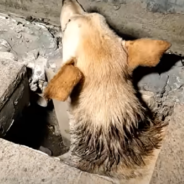 Rescuers Find Dog Dying In A Hole And Offer Him A Second Chance At Life