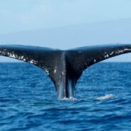 Researchers Say Whales May Ingest Up to 10 Million Pieces of Microplastics Every Day