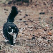 Restaurant Worker Gets in Trouble for Feeding Feral Cat, Keeps Trying to Help Anyway