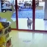 Security Footage Captures Gang Of Street Dogs Robbing A Toy Store