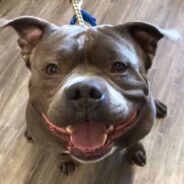 Senior Shelter Dog Hopes To Wiggle His Way Into Someone’s Heart