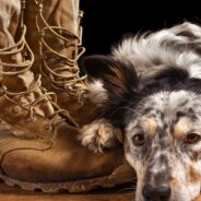 Service Members Are Being Forced Into Debt When They Must Move With Pets