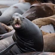 Sick Sea Lions Stranded on Oregon Coast Could Impact Health of Dogs, Officials Warn