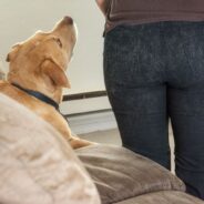 Simple Tips to Clean Up Dog Hair