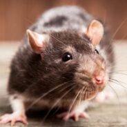 So You Think You Can Dance? Rats Can Bust a Move, Too, Study Finds