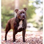 Staffordshire Bull Terrier