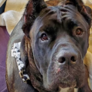 Stray Dog Called Dangerous And Unadoptable Turns Into A Gentle Giant