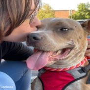 Stray Dog Shot In Both Legs Gets Treated To A Night Out