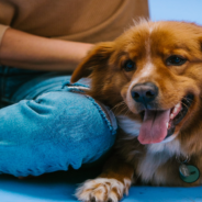 Study Shows How You Parent Your Dog May Impact Its Behavior Later In Life