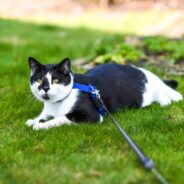 Taking a Hike… with Your Cat? It’s Possible, But Be Sure to Follow These Tips