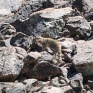 The Andean Cat Is Going Extinct, Here’s How We Save It