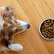 The Easiest Way to Manage a Dog’s Sensitive Tummy!