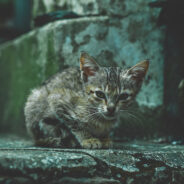 The Know-Hows For When You Encounter A Stray Kitten