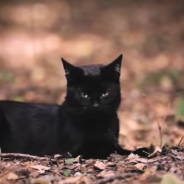 The Reason Black Cats Are A Symbol Of Bad Luck