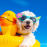 The Right Way to Teach Your Dog to Swim