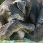 The U.K.’s Oldest Rescue Dog Beats the Adoption Odds and Gets New Bestie