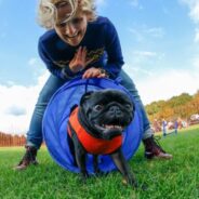 The Ultimate List of Dog Sports