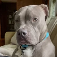 This Dog’s Human Mom Aims to Show Others the Soft Side of the Mean-Looking Pit Bulls