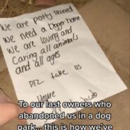 TikTok Video Showing Two Abandoned Dogs Living Their Best Lives Now is Too Sweet