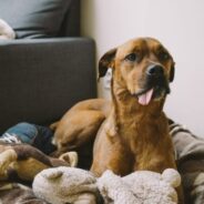Tips For Curing Your Dog’s Boredom