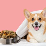 Top 5 signs your dog needs ‘warming’ food