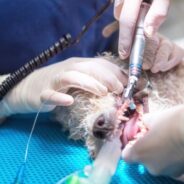 Top Dog Dental Problems and Their Costs