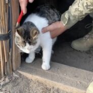 Ukrainian Soldier Builds “Cat Checkpoint” For Homeless Cats