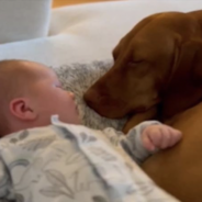 Watch as a Sweet Vizsla Named Reyna Meets Its New Sibling for the First Time