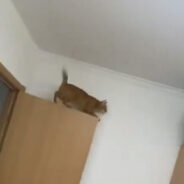 Watch the Incredible Parkour Skills of a Cat from Reddit