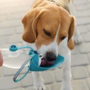 Why Is My Dog Drinking A Lot of Water?