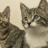 Woman Falls in Love with Two Kittens Unlikely to Survive, Decides to Foster Them