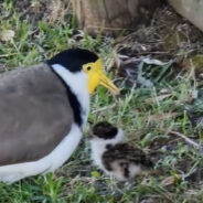 Woman Rescues a Plover’s Baby Chick Who Got Stuck in a Drain