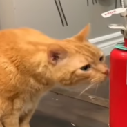 Woman Shows Her Cat Things He’s Never Seen Before And Films His Reaction