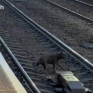 Worker Saves Dog From Railroad Tracks Before Oncoming Train Arrives