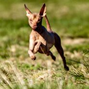 Xoloitzcuintli: the History of One of Nature’s Most Unusual Dog Breeds