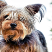 Yorkie Steals Dad’s Fake Teeth And Walks Around With A Massive Grin